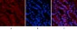 p53 (Di Methyl Lys370) Polyclonal Antibody